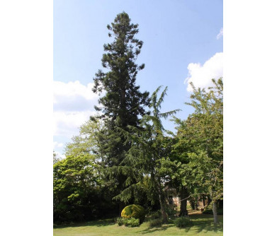 Domaine du Vieux Sapin