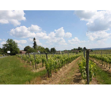 Domaine du Vieux Sapin