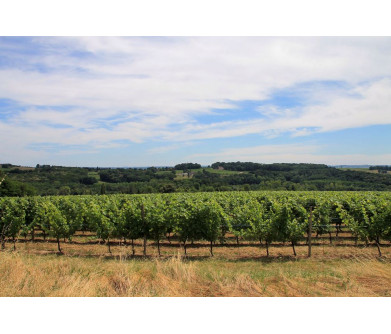 Vignoble Château La Renaudie